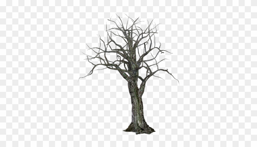 High Resolution Halloween Tree Png Icon Image - Creepy Tree Transparent Background #27460