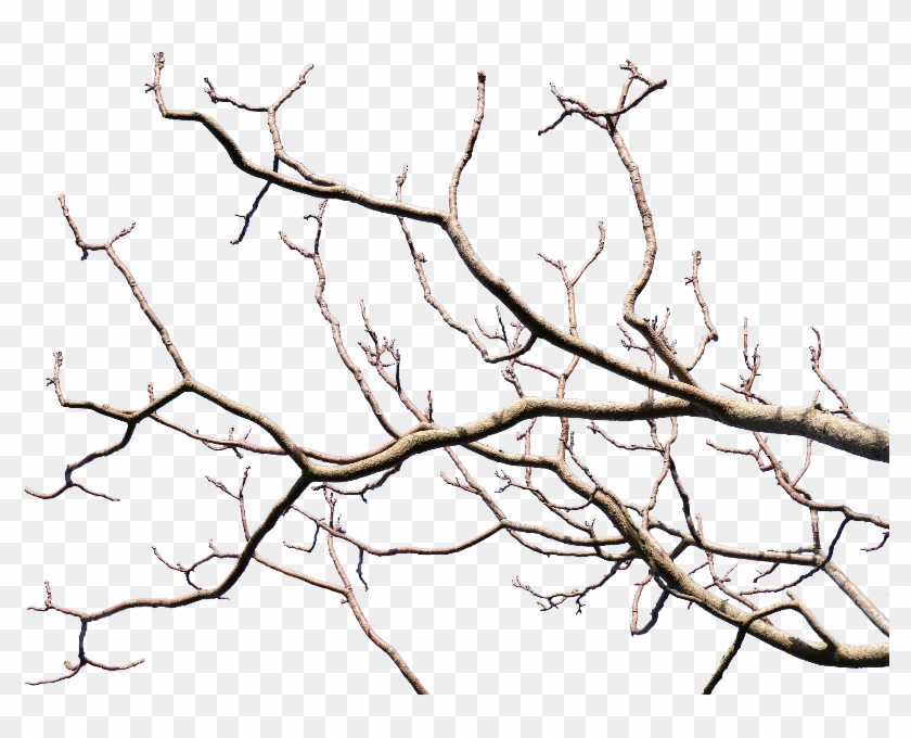 Dead Tree Branch With Transparent Background Png - Tree Branch Transparent Background #28914