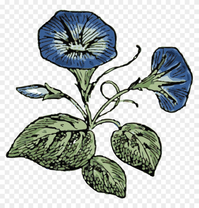 Similar Clip Art - Morning Glory Flower Vector #29665