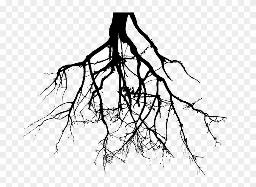 Roots Clipart Tree Png - Plant Roots Black And White #30395