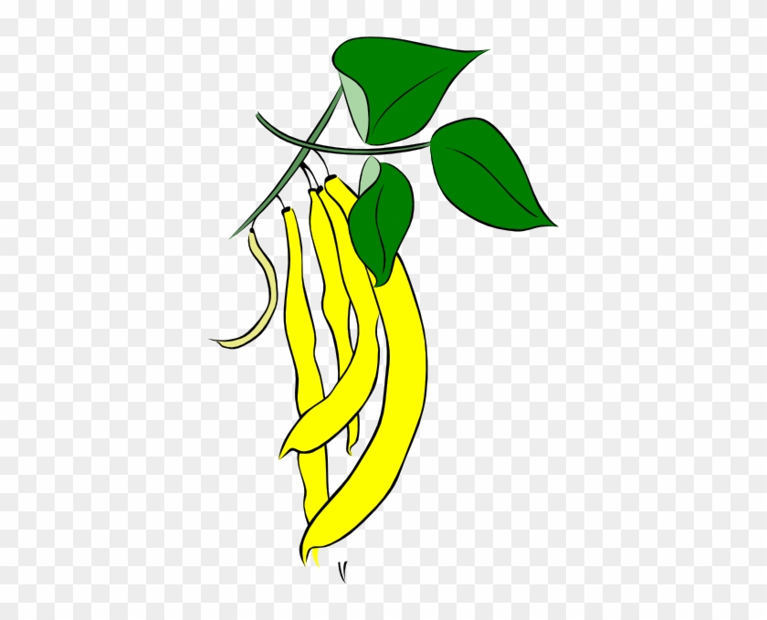 Bean Clip Art - Fasola Kolorowanka #33519