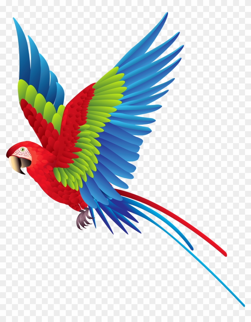 Colourful Parrot Png Clipart - Colorful Bird Png #35173