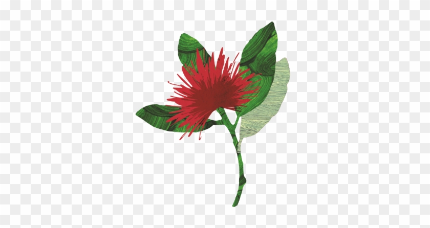 Rata Trees, Along With The Pohutukawa, Are One Of The - Hawaiian Hibiscus #1310399