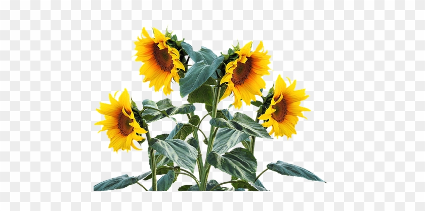 Sunflower, Summer, Sun, Plant - Sunflower Plant Png #1312152
