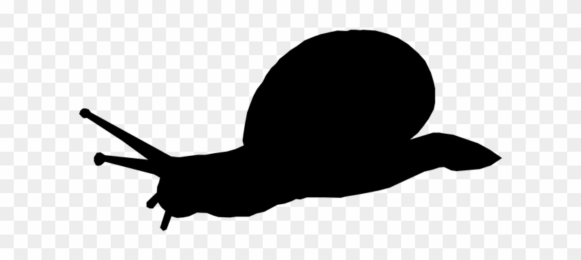 Silhouette, Animal, Snail, Shell, Slow - Silhouette Animal #1312240