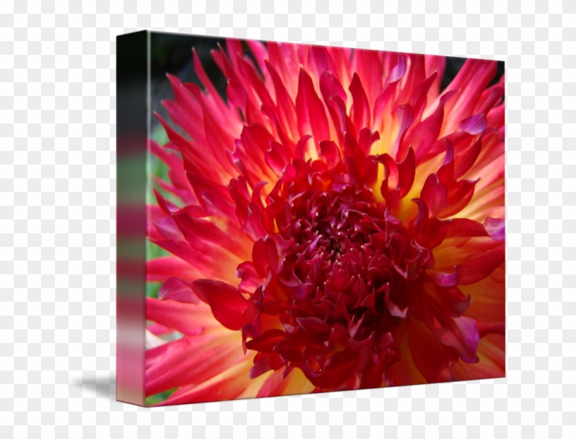Christmas Gift Gallery Red Purple Dahlia Flower By - Dahlia Flower #1317122