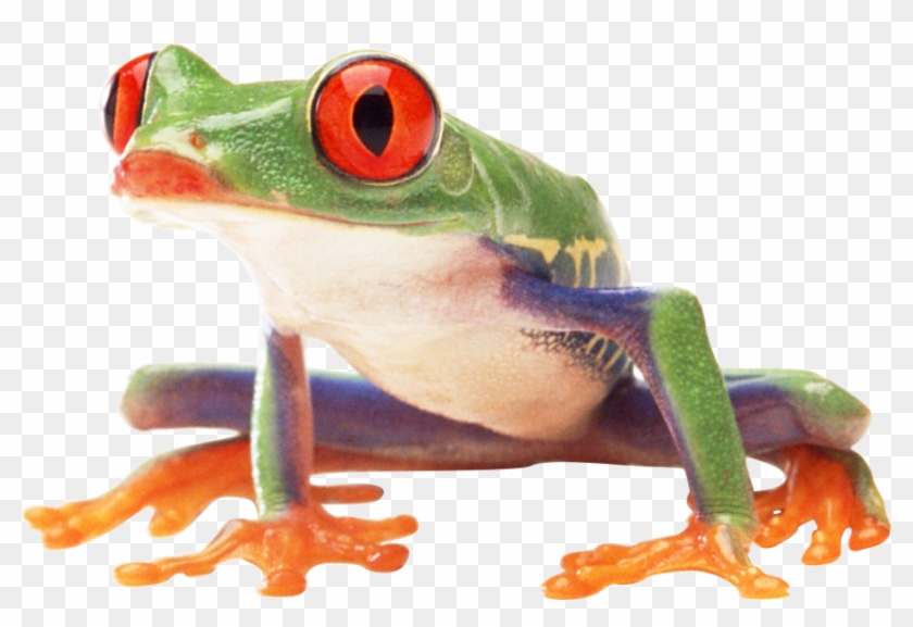 Free Png Images Frog Png - Frog Png #1318434