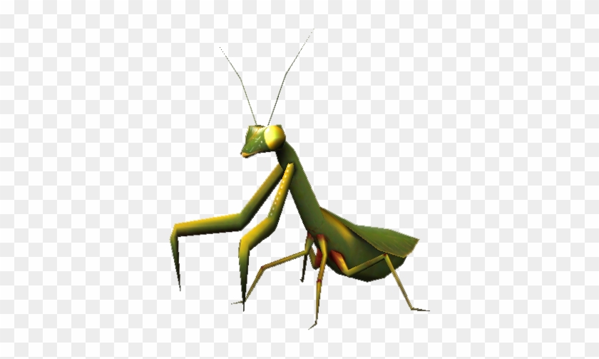 Copyright Michael Sandt - Mantidae #1319033
