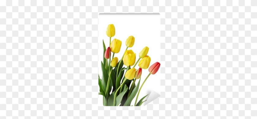 Tulip #1319036