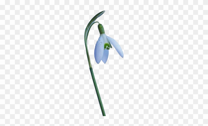 Fleurs - Schneeglöckchen #1321108
