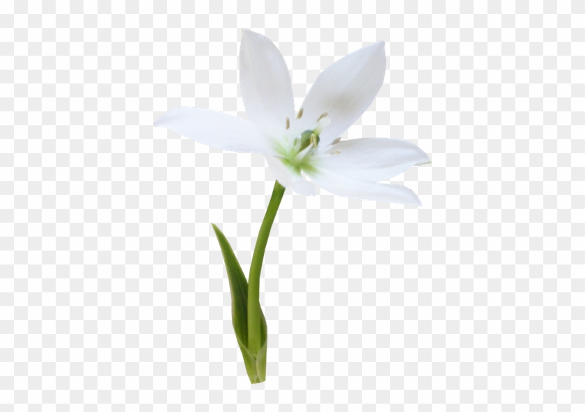 F - Lily #1321109