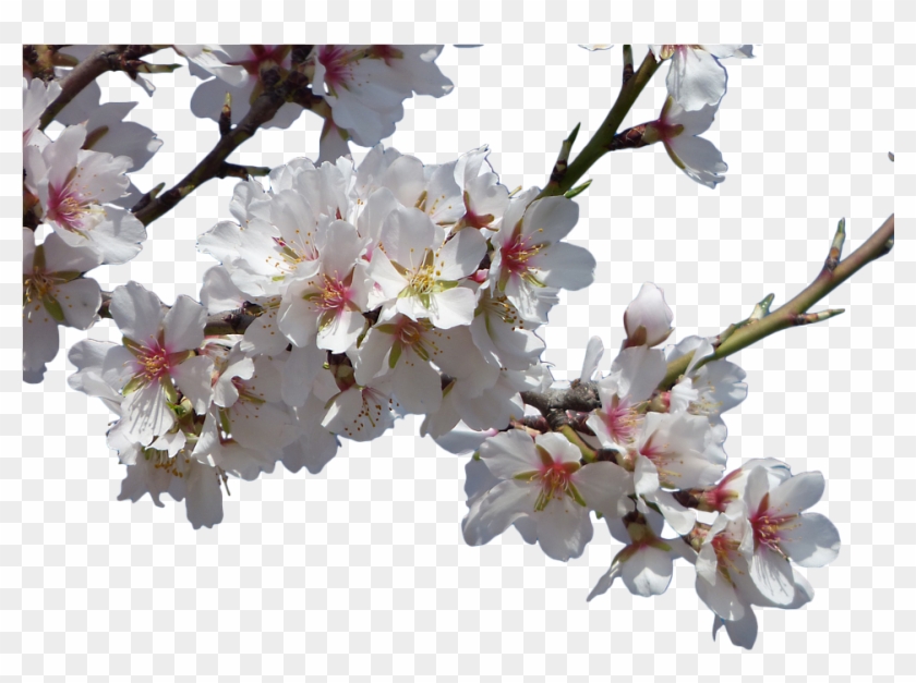 Cartoon Cherry Blossom 10, Buy Clip Art - Stock.xchng #1321334