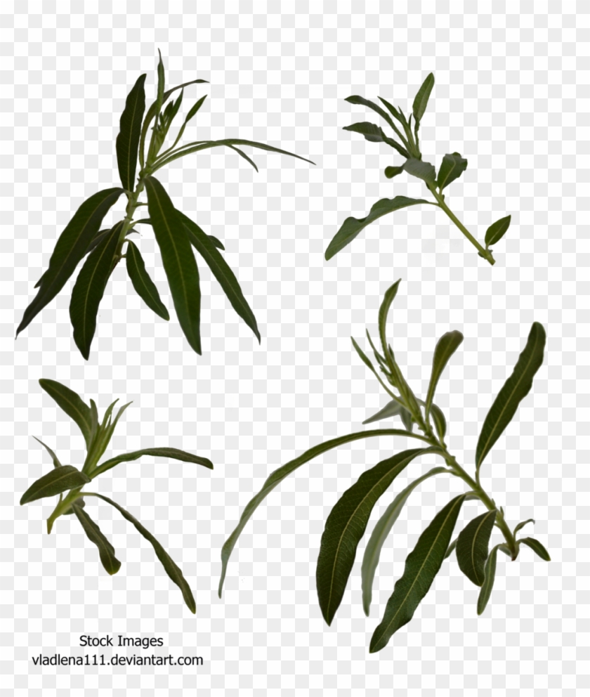 Free Spring Tree Branch Drawing - Russian Olive #1321367