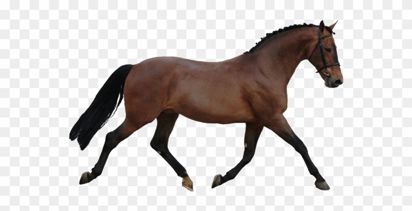 Horse With No Background #1321563