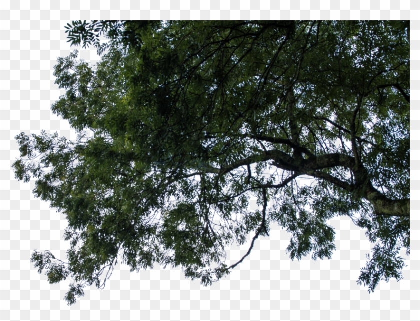 Hanging Branches Stock 01 October - Hanging Branch Png #1322612