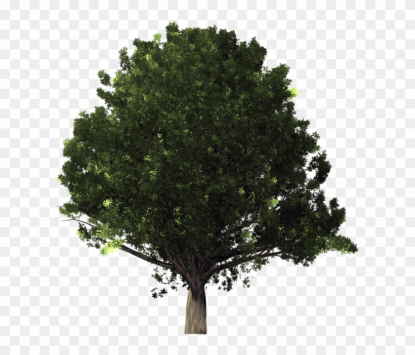 Transparent Background Tree Transparent #1322645