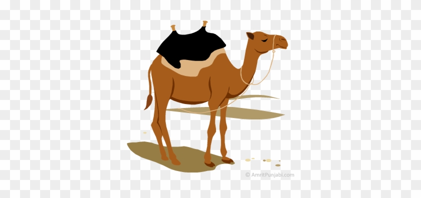 Camel - Ooth - Clipart Kameel #1323377