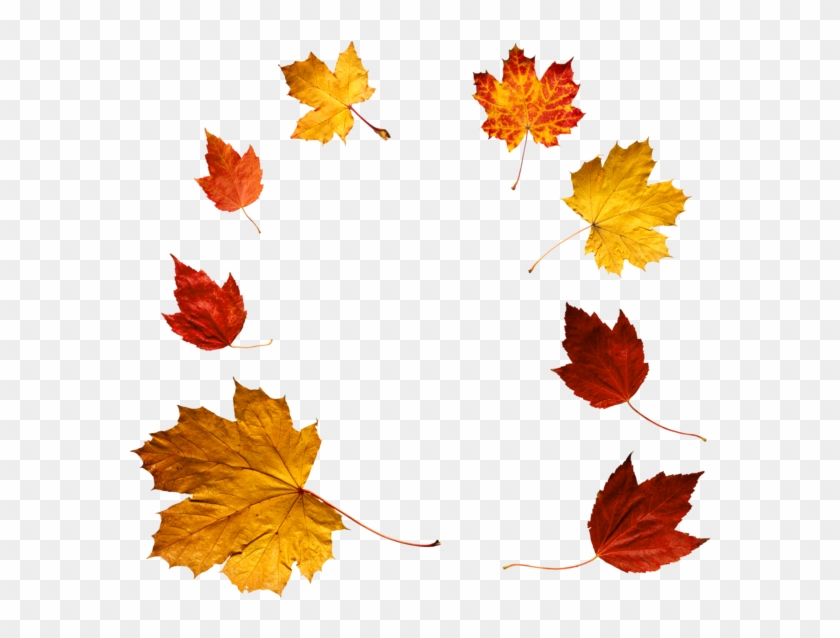 Autumn Leaves Png Clipart - Autumn Leaves Photo Png #1324358