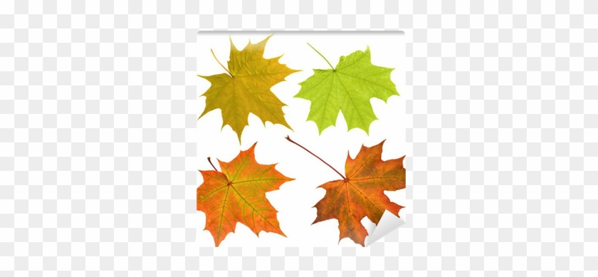Four Maple Leaves Isolated On Whitee Wall Mural • Pixers® - Maple #1324692