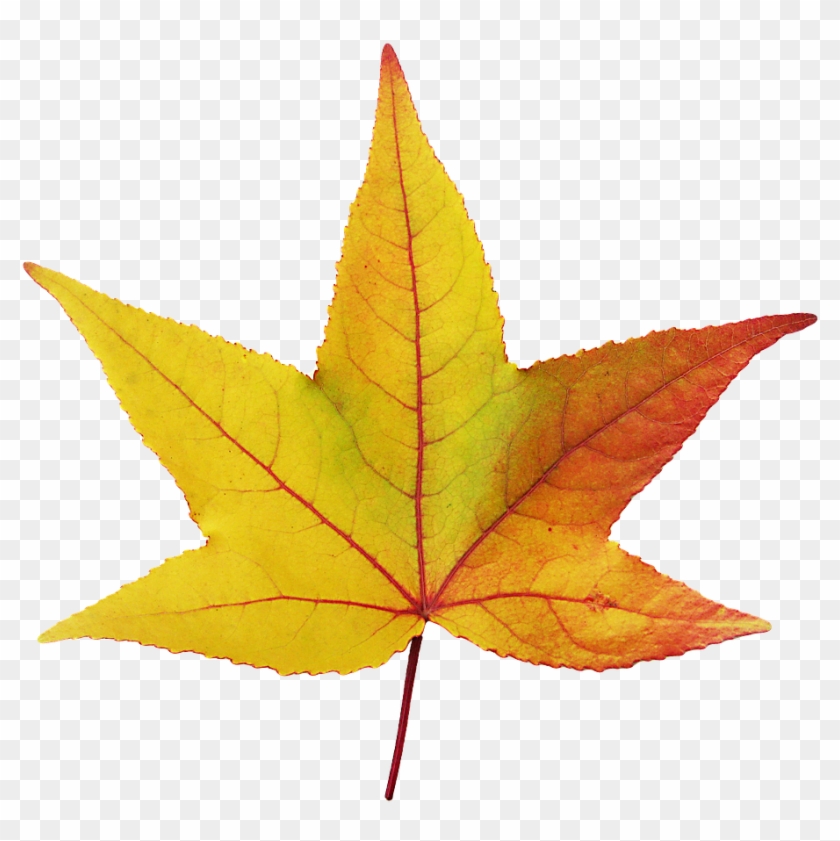 Maple Leaves Emerge Autumn Png Image - Hoja Otoño Png #1324700