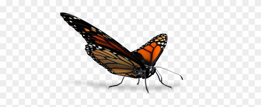 Butterfly - Visiting Nurse Association Of Erie #1327695