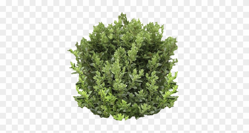 Boxwood Artificial #1328301