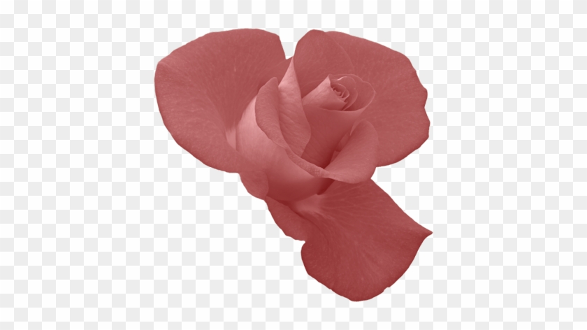 Rosebud - Rose #1329833