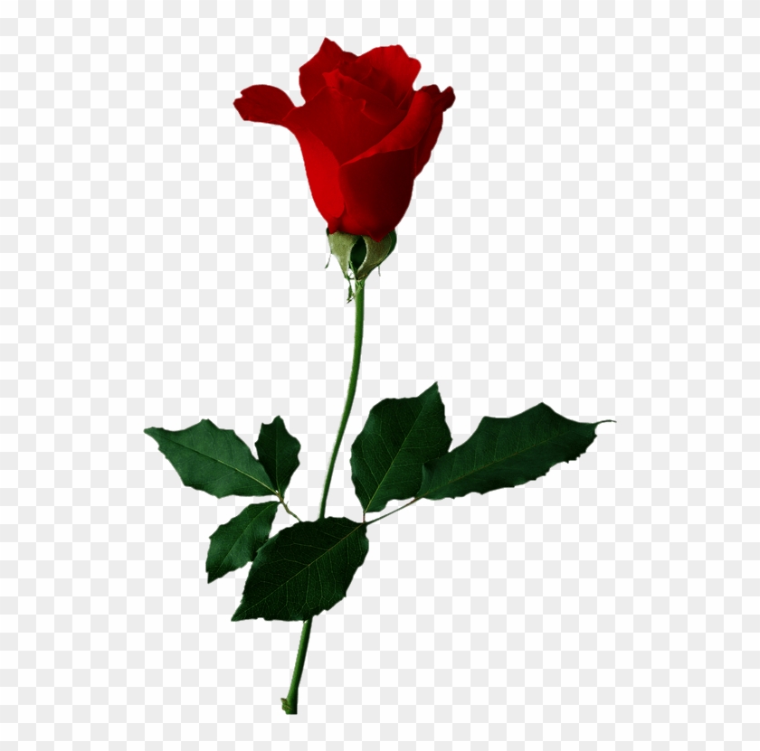 Rose Clip Art #1329849