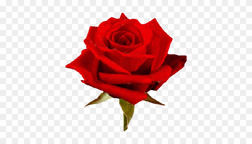 Animated Roses Images - Love You Rose Flower #1329858