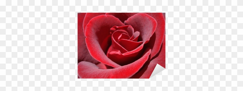 Garden Roses #1330050