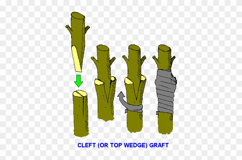 My Next Project - Grafting Artificial Vegetative Propagation #1330071