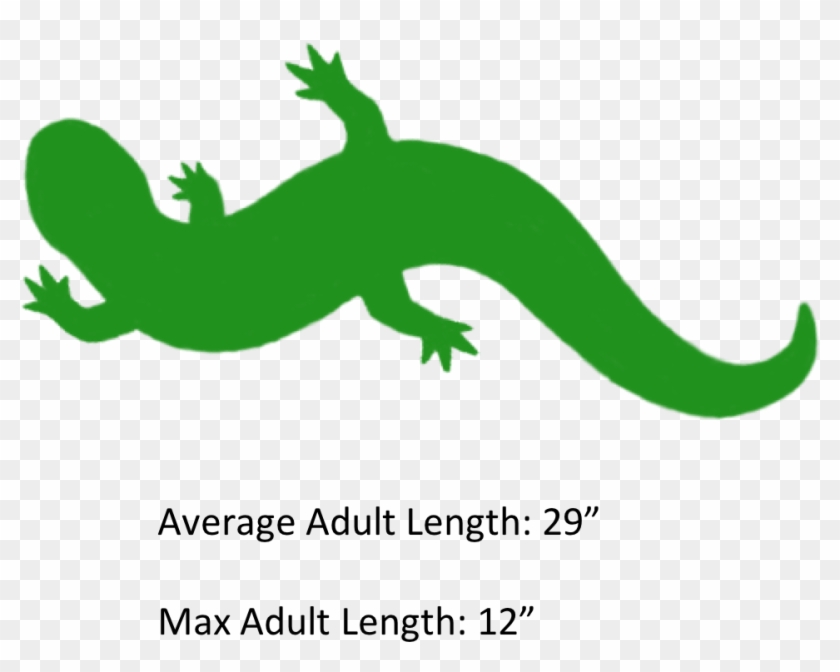 Salamander Clipart Eastern - Green Salamander Art #1330075