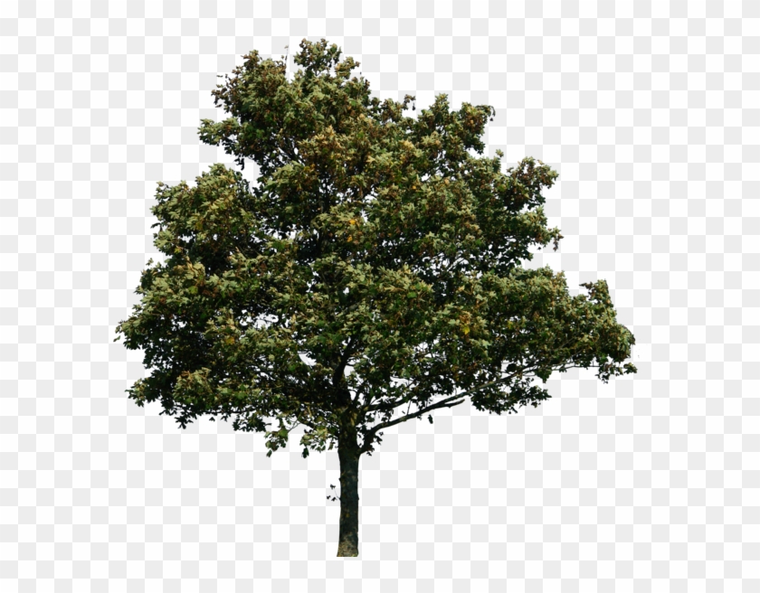 Trees Png #1330207