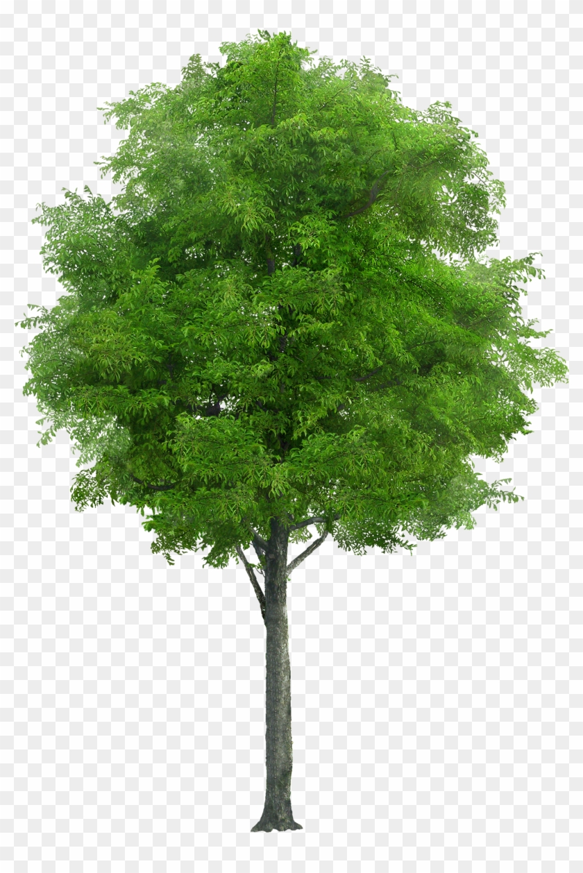 Attibution Is Required- In Order To Use A This Photo - Free Image Of Tree #1330230