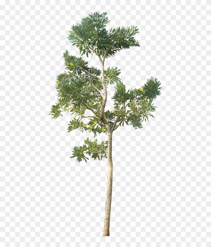 Tree Transparent Image - Tree Png #1330238