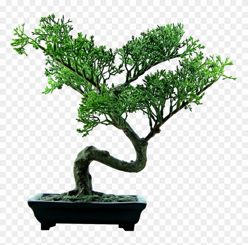 Bonsai Png #1330302
