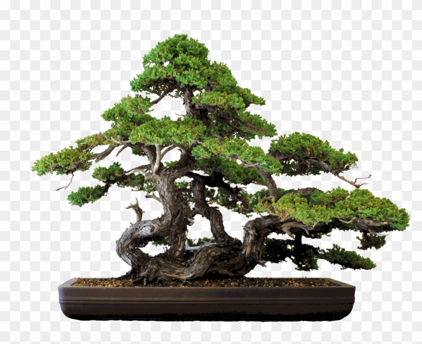 Pavel Slovak - Bonsai #1330480
