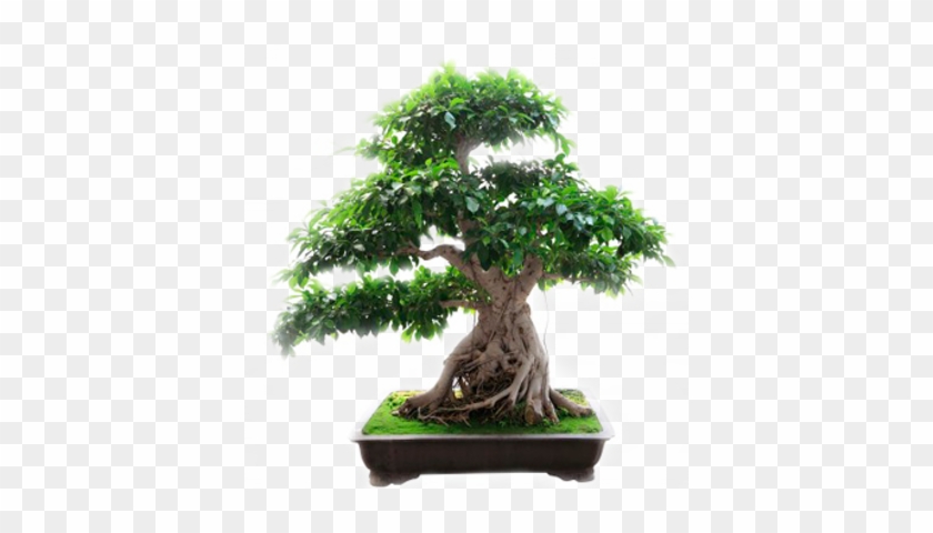 Olive Green Bonsai - Bonsai Plants Png #1330498