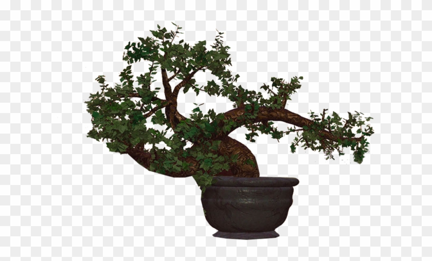 Bonsai - Bonsai #1330504