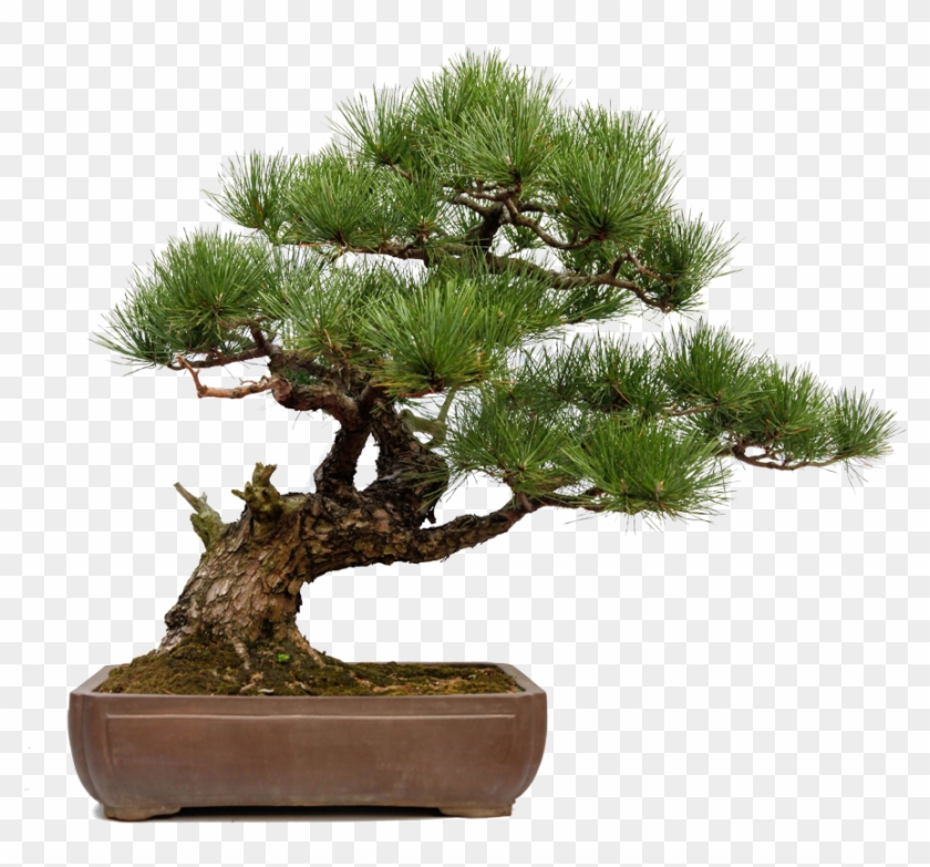 Skills - Skills - Skills - Skills - Bonsai Tasso Vendita #1330514