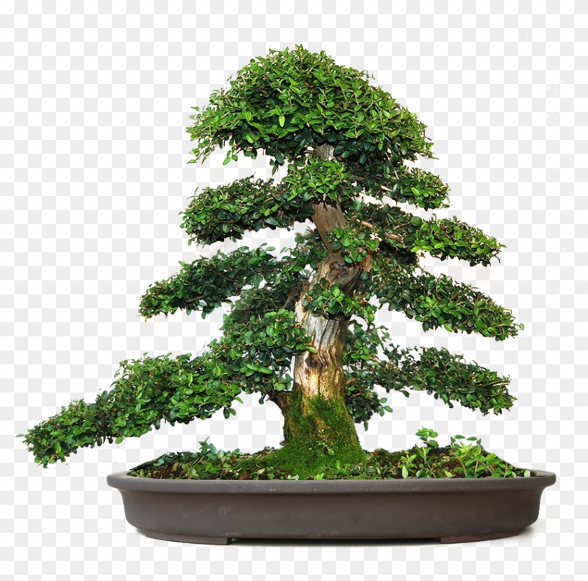 ¡estamos Siempre Aprendiendo - Bonsai #1330520