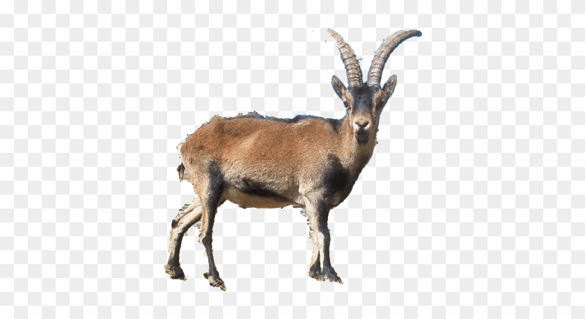 Spanish Ibex - Ibex Animal Gifs #1330857