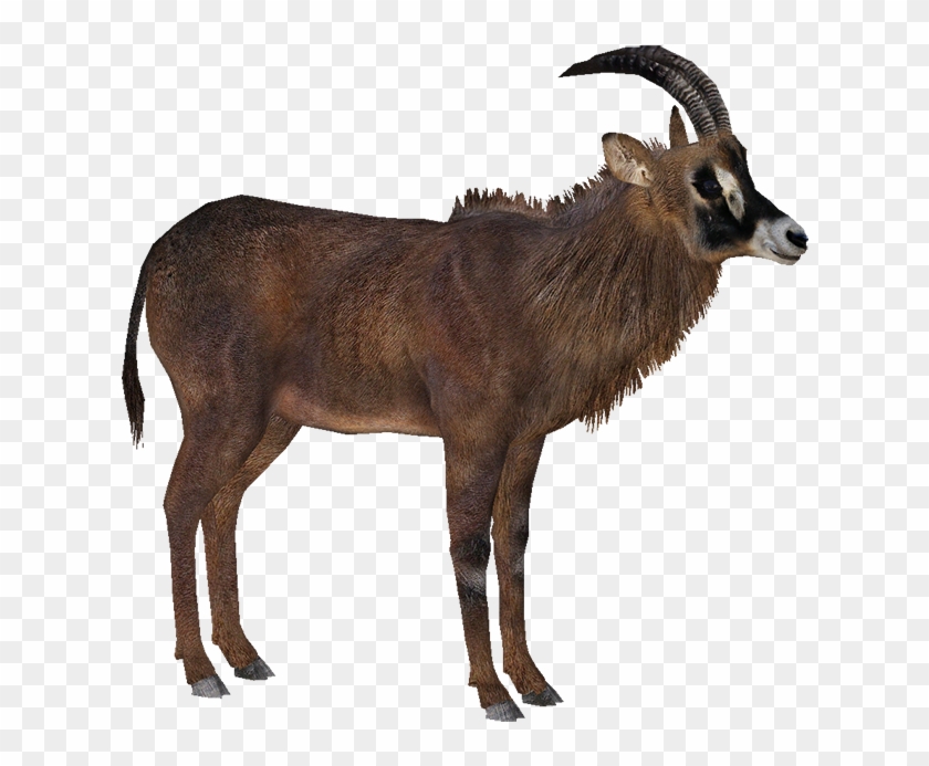 Roan Antelope - Zt2 Download Library African #1330897