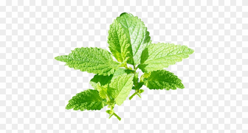 Peppermint - Peppermint #1331058