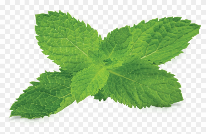 Mint Png Clipart - Mint Leaf Transparent Background #1331344