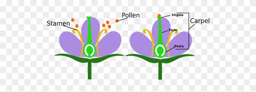 Plants - Miss Commins - Angiosperm Definition #1332509
