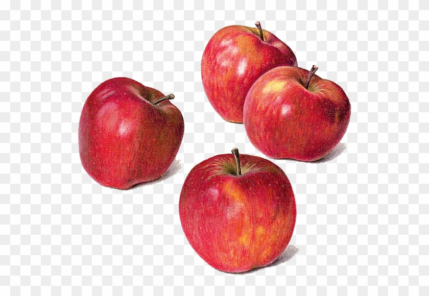 Drawing Apple Watercolor Painting Still Life - Drawing Pencil Colour Apple #1332666