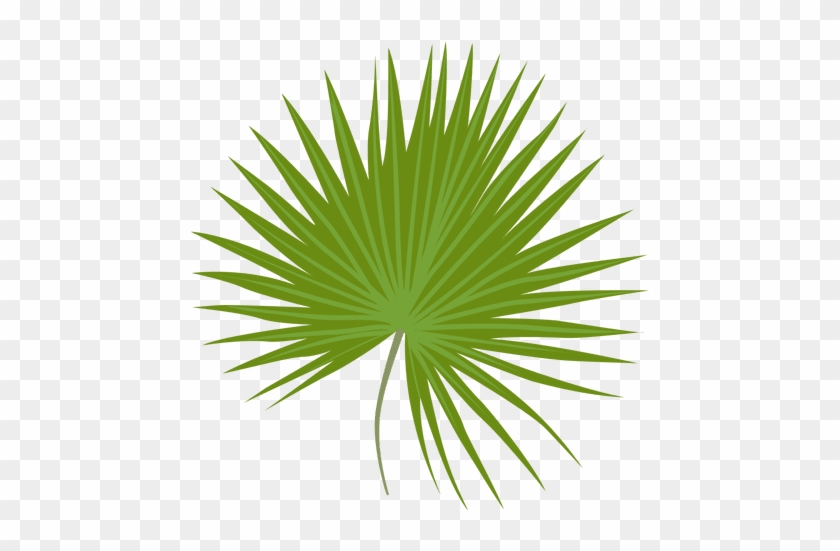 Ilustración De La Hoja De Palmetto Enano Transparent - Sabal Minor #1333241