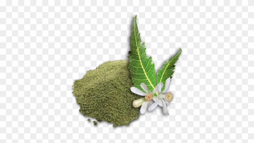 Uses Of Neem Powder - Organic India Neem Leaf Powder 1 Lb #1333293