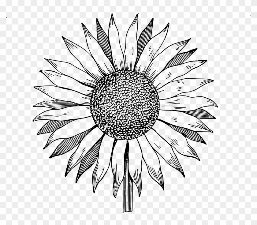 Download Clip Art - Sunflower Vector Black And White Png #1333379